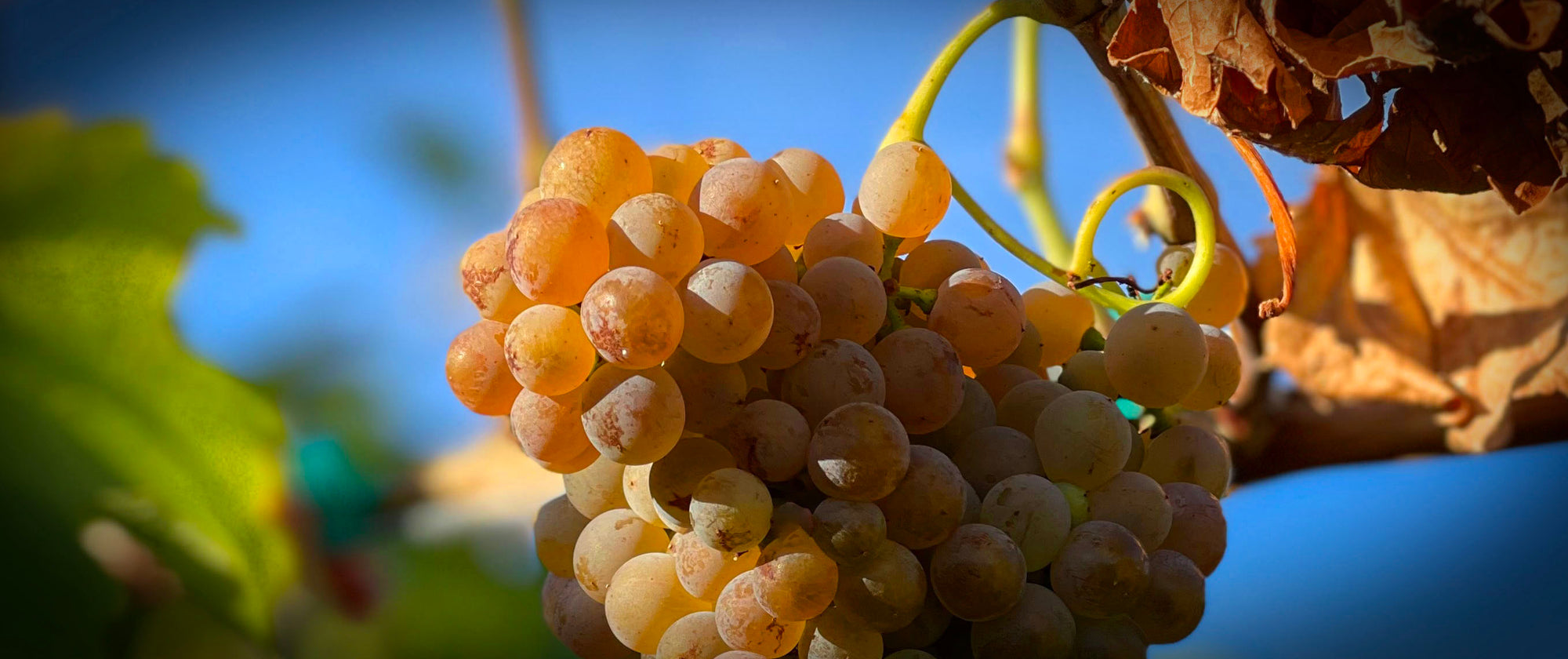 A cluster of Roussanne grapes with the Okanagan sun shining on them | Pentâge Winery