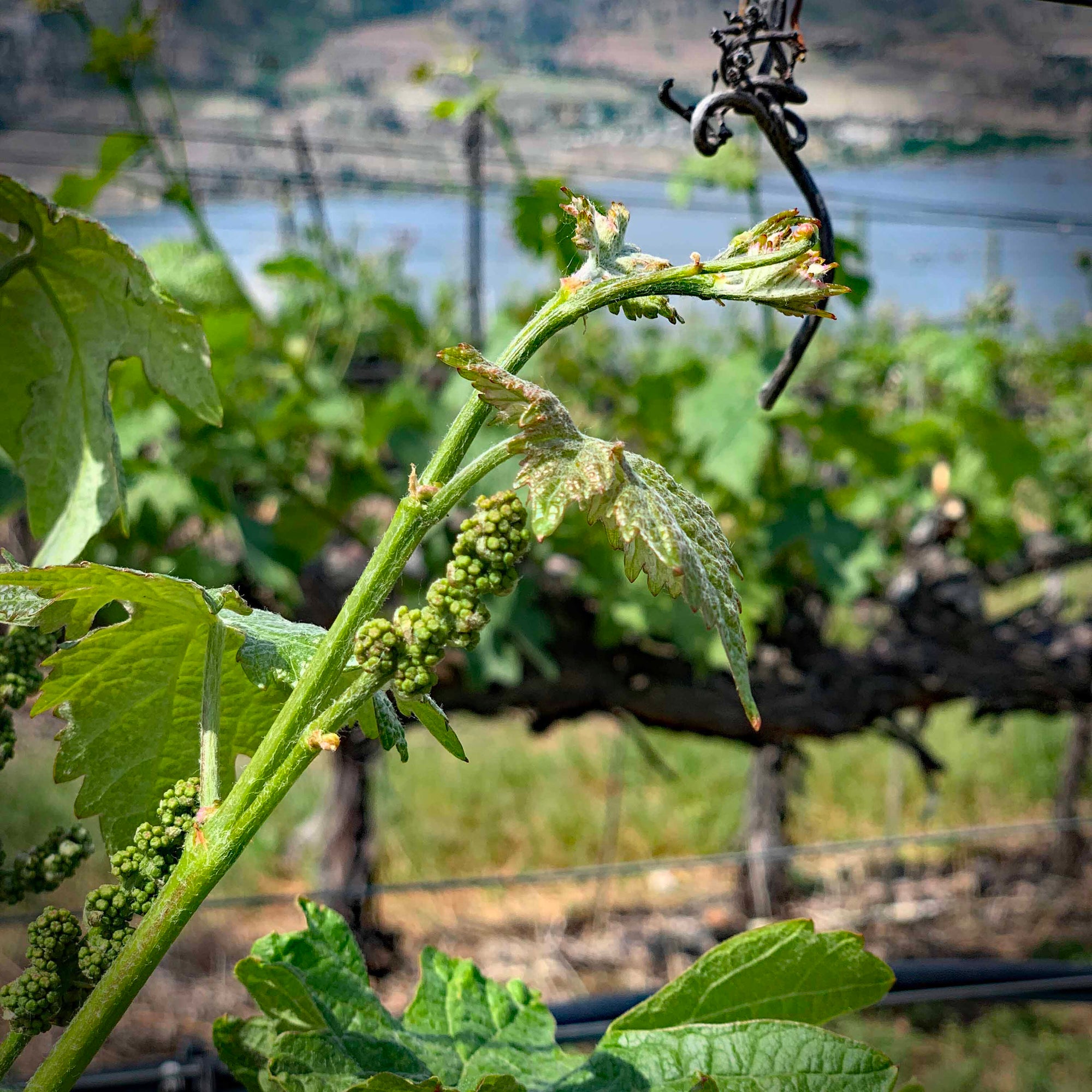 Tiny Grape Clusters at Pentâge Winery