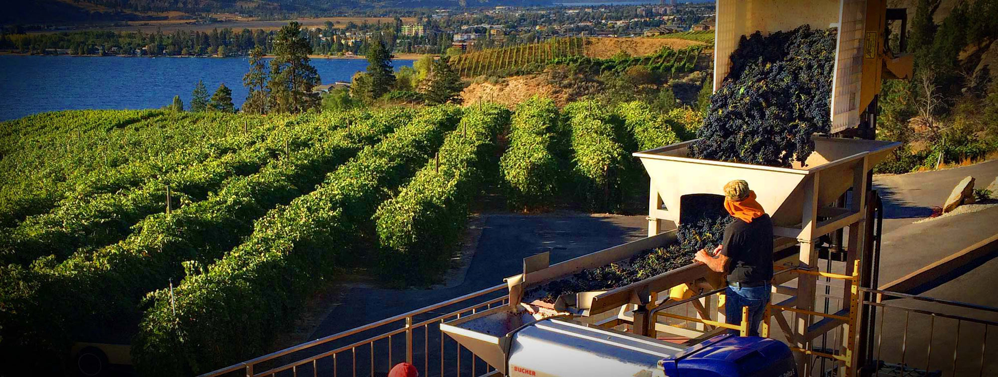 Processing BC grapes at harvest time | Pentâge Winery