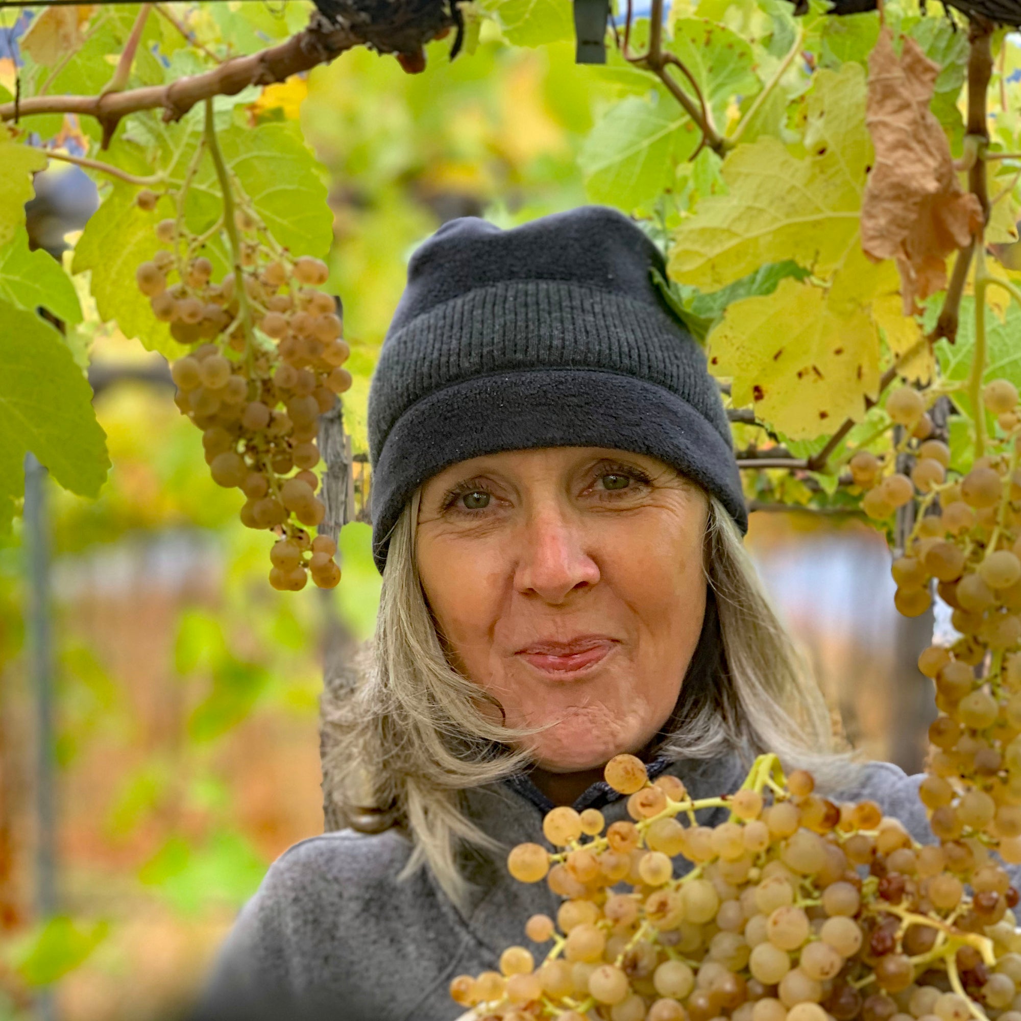 Julie Rennie picking grapes at Harvest time Pentâge Winery