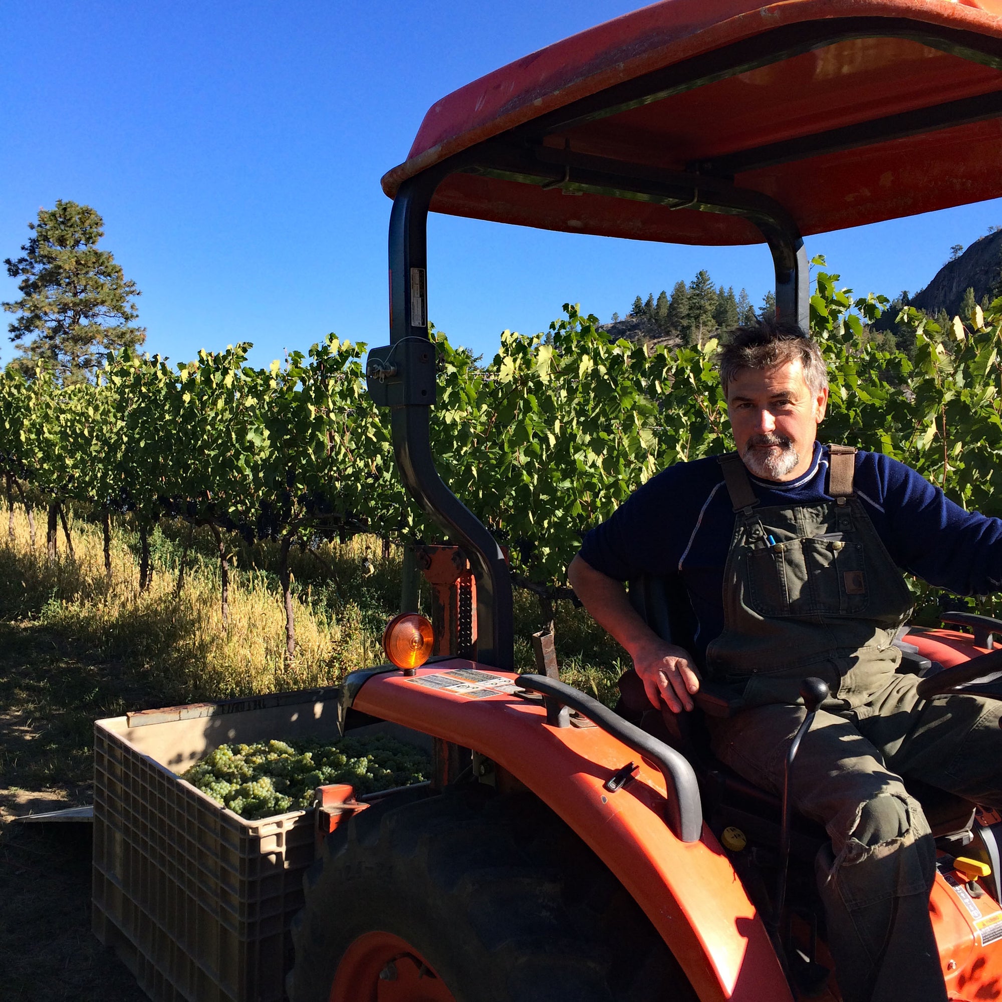 Paul Gardner driving tractor at Pentâge Winery