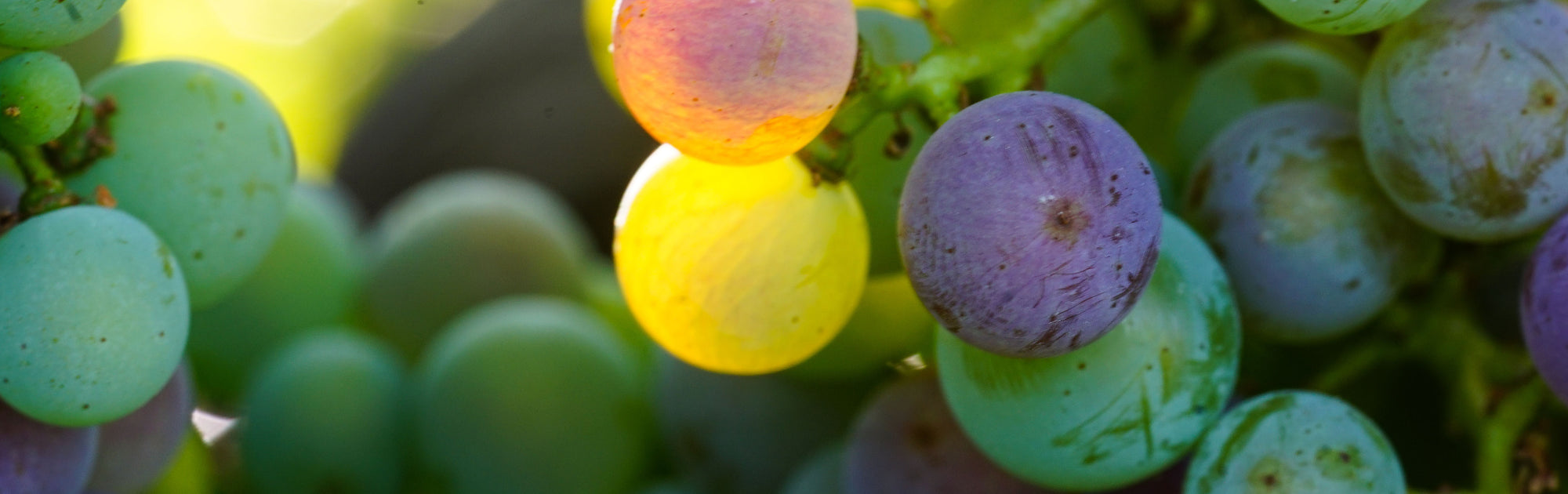 Close up of grapes at Pentâge Winery