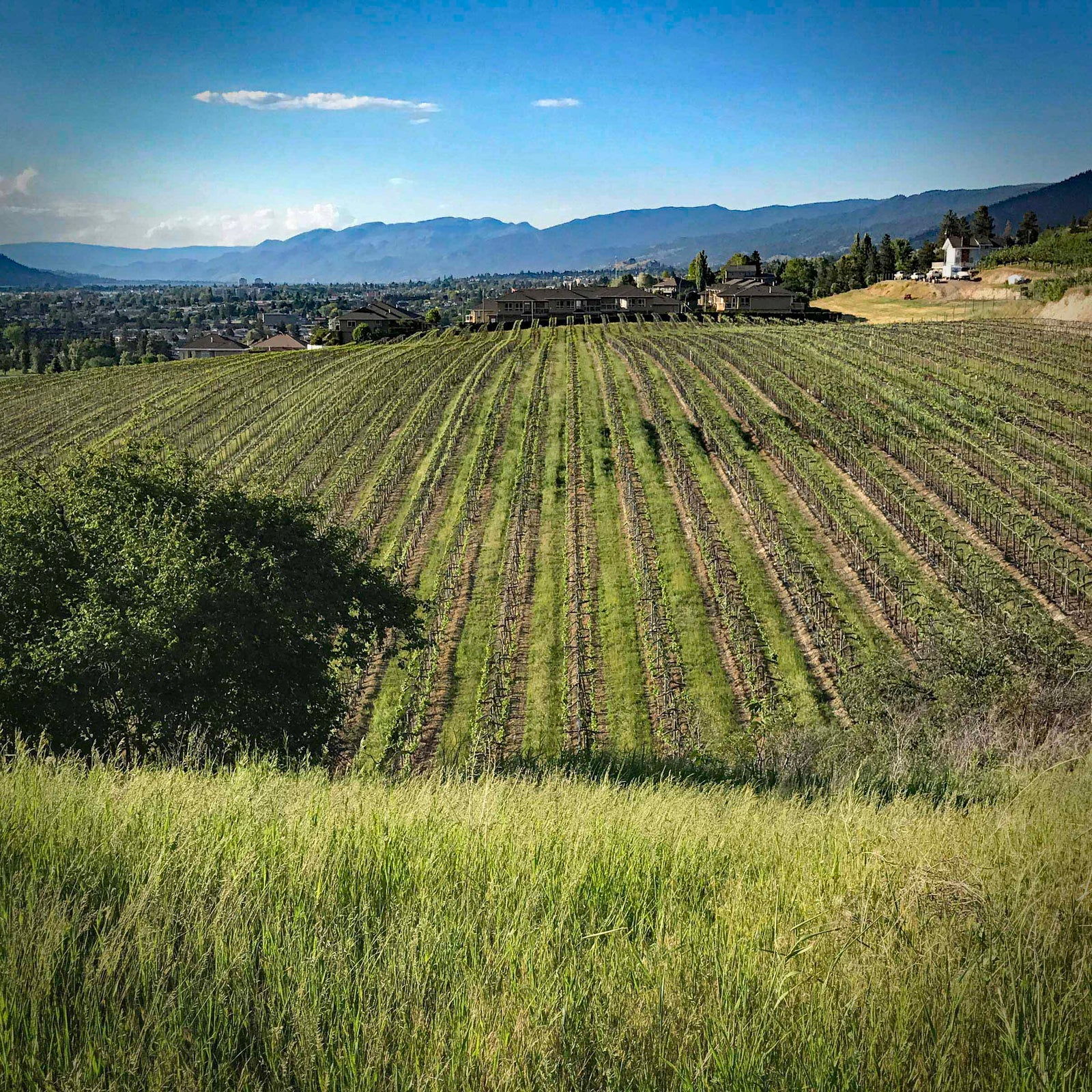 Dirty Dozen Vineyard at Pentâge Winery