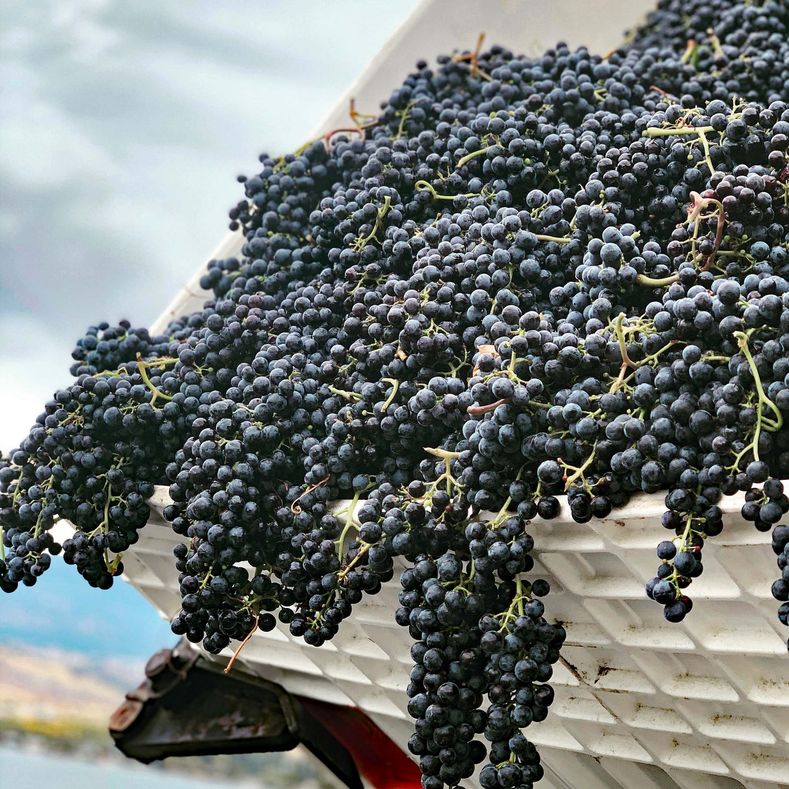 Bin Full of Grapes going to be dumped at Pentâge Winery