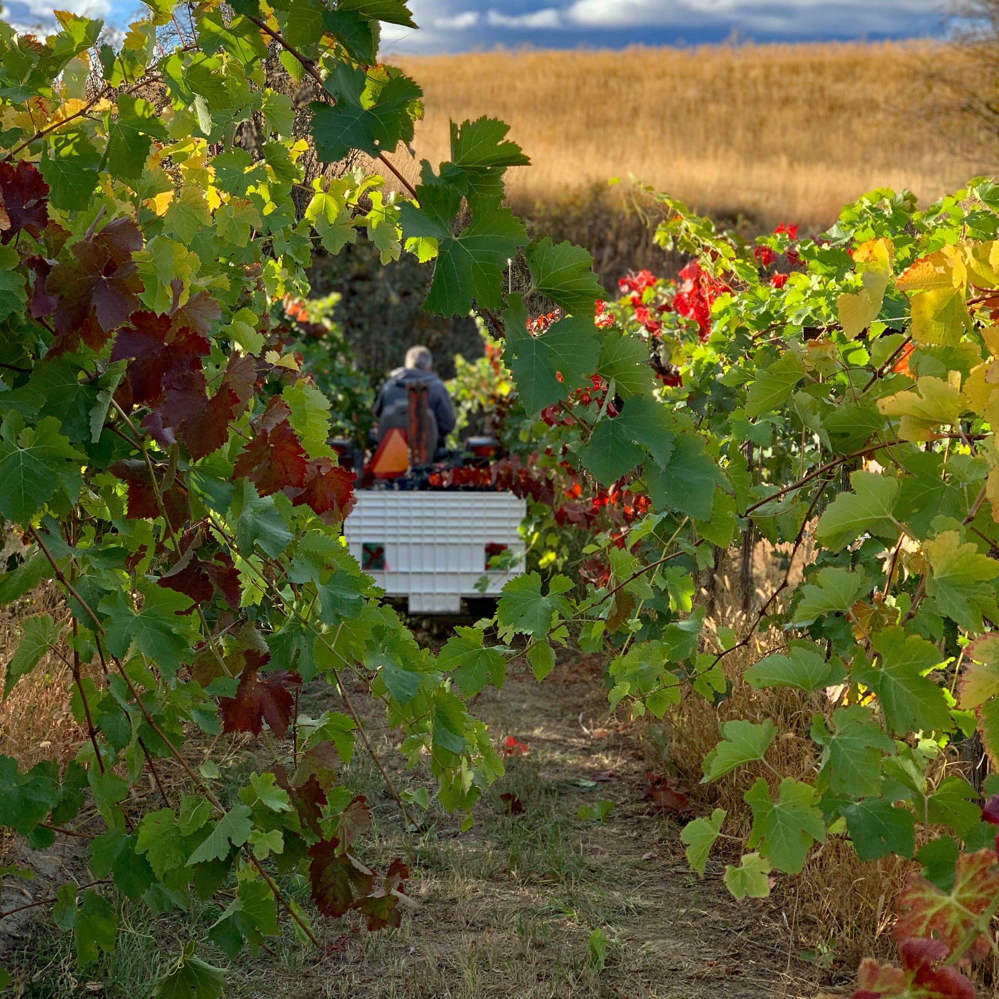 Harvest time in the vineyard with tractor and picking bin at Pentâge Winery