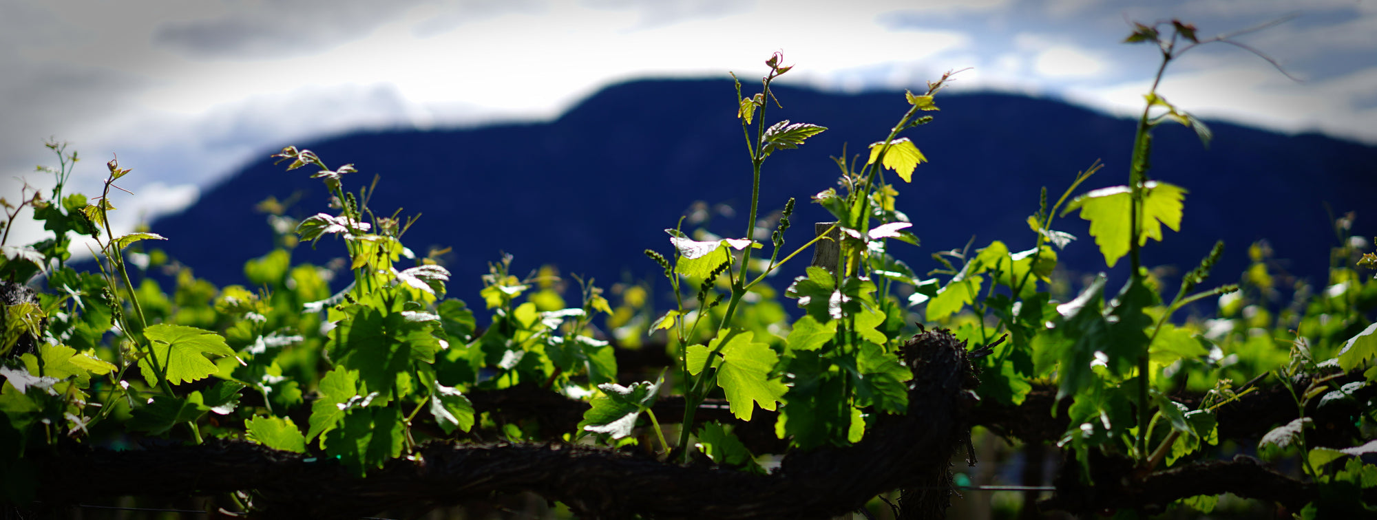 Close up of BC vines in Penticton | Pentâge Winery