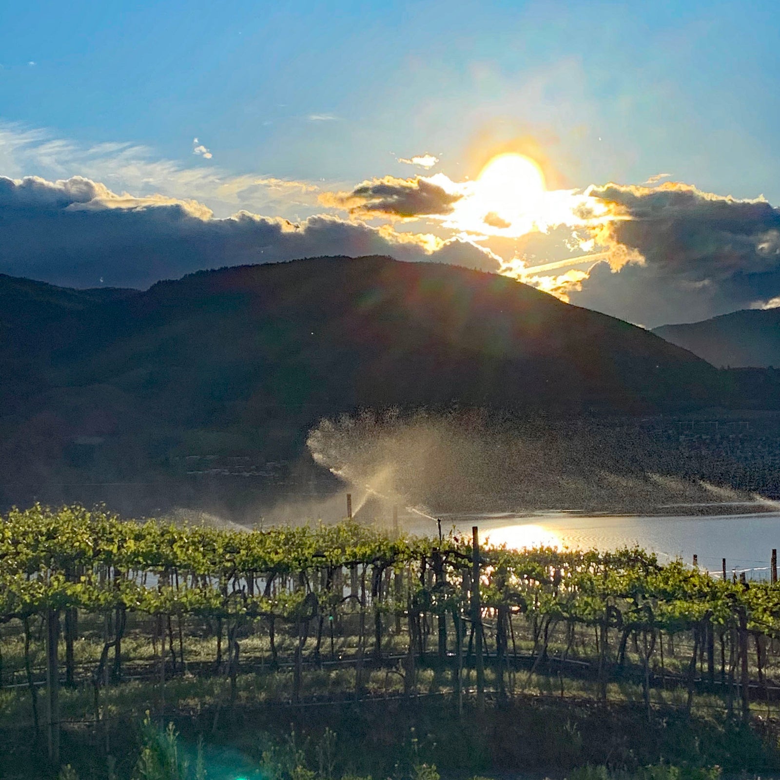 Vista of BC vineyard being irrigated at Pentâge Winery