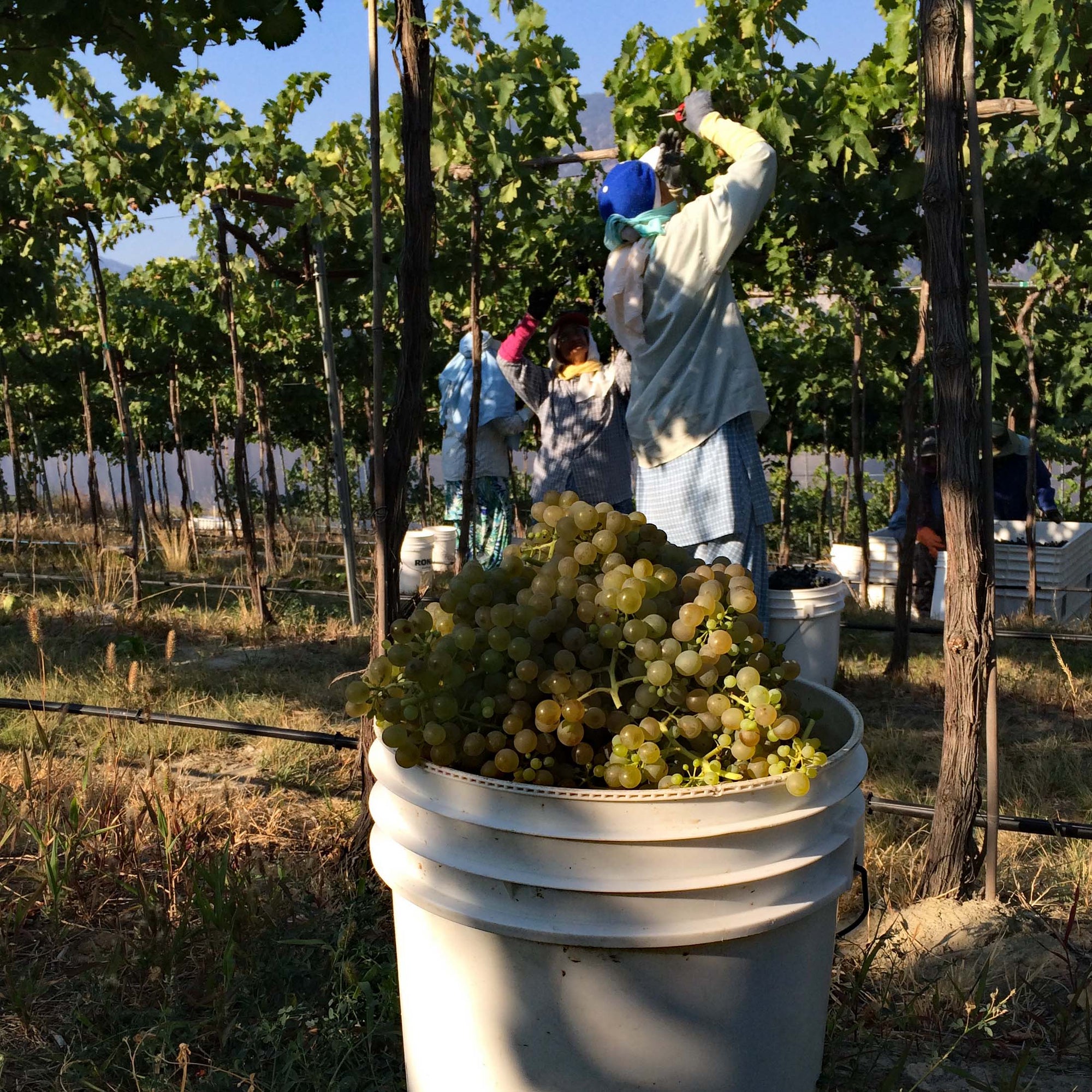 Crew picking grapes at Pentâge Winery
