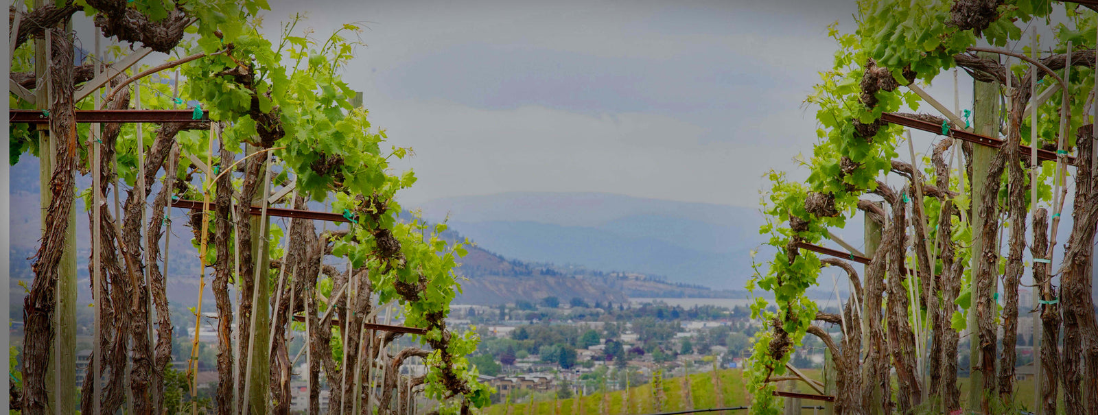 Spring time in Pentiton, BC at Pentâge Winery