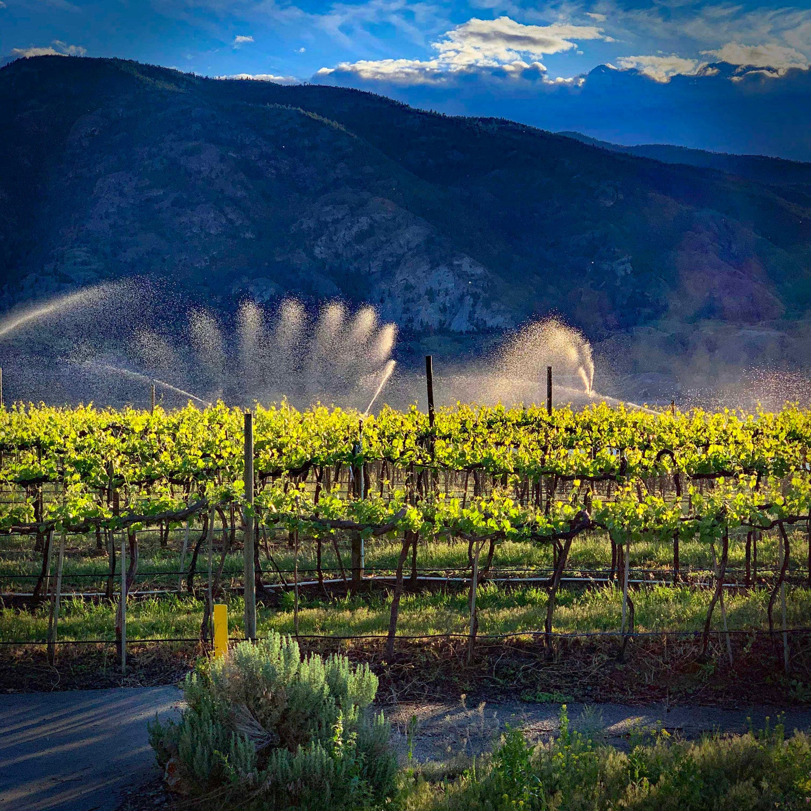 Vista Ridge Vineyard are Pentâge Winery being irrigated with the beautiful okanagan sun.