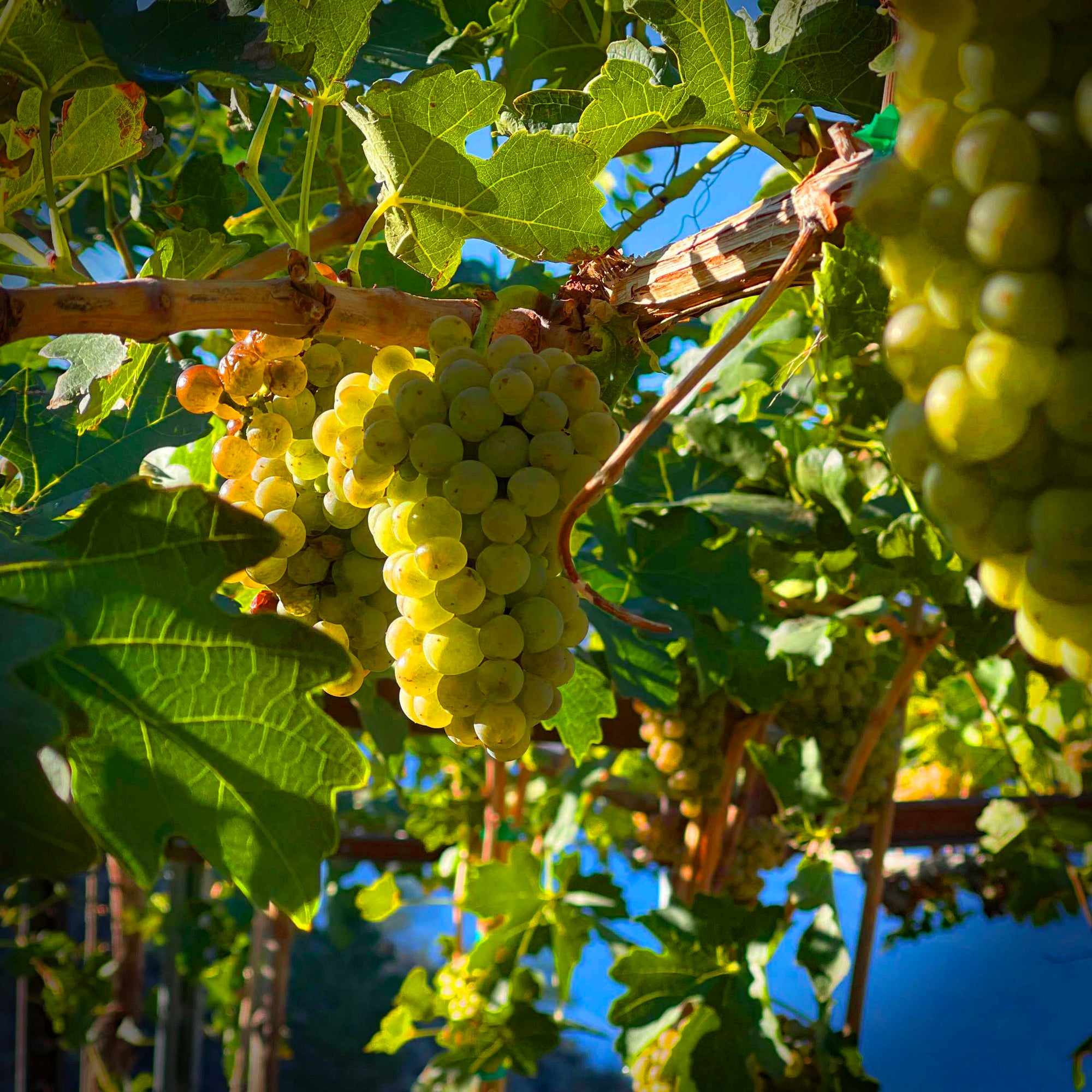 A cluster of white wine grape basking in the Okanagan Sun | Pentâge Winery