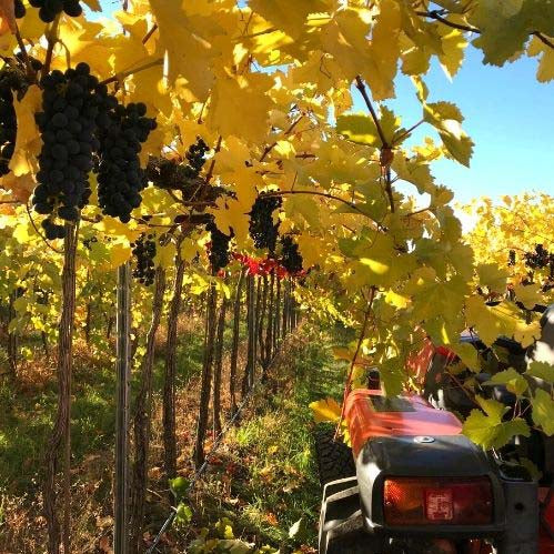 Harvest time at Pentâge Winery.  The vineyard is golden yellow.