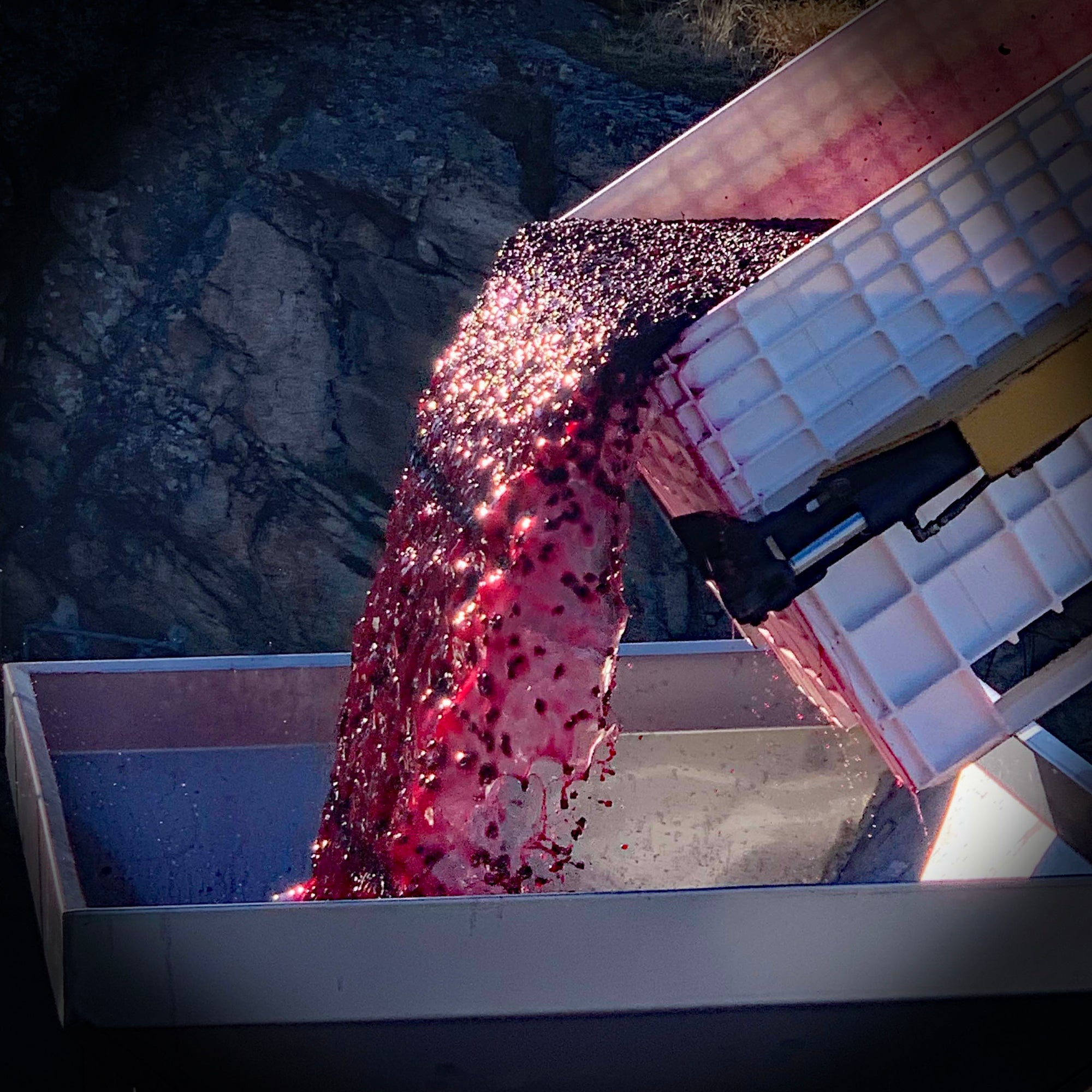 Red wine must being dumped into the press | Pentâge Winery