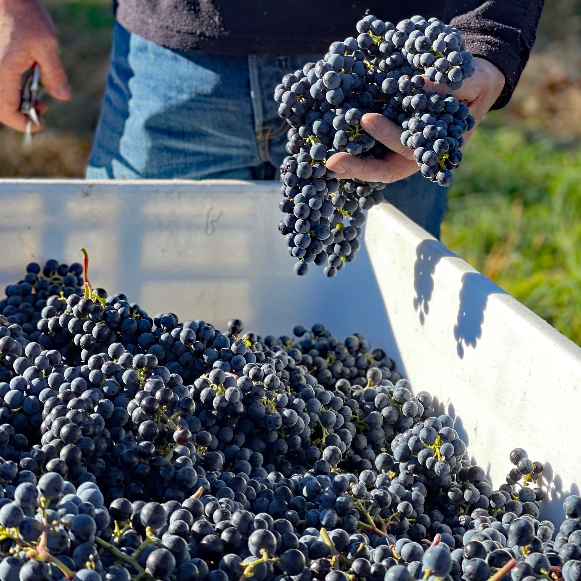 Hand Picking Merlot grapes at Pentâge Winery