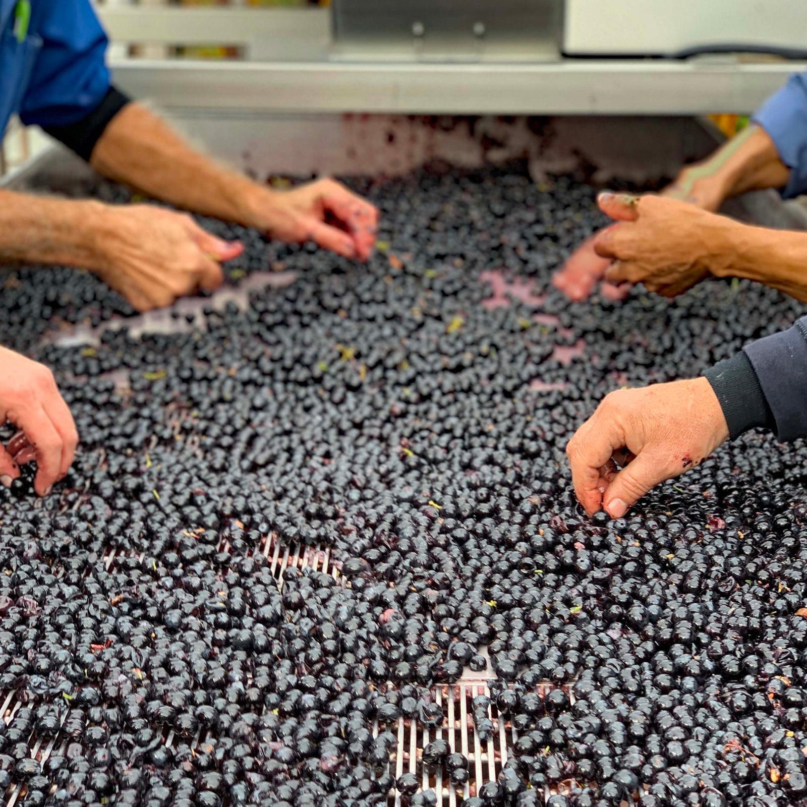 Hand sorting Cabernet Franc at Pentâge Winery