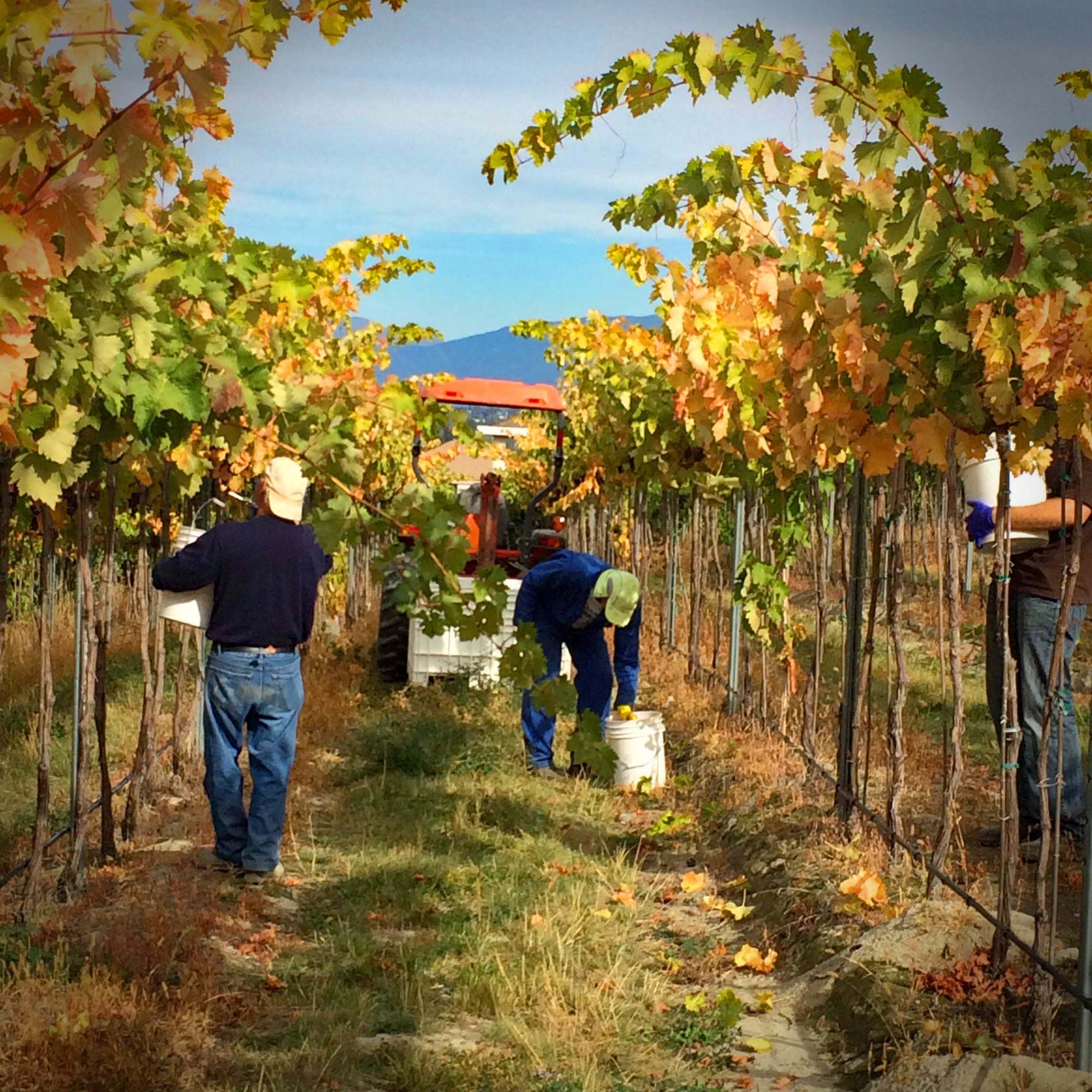 Harvest time and the crew are picking grapes | Pentâge Winery
